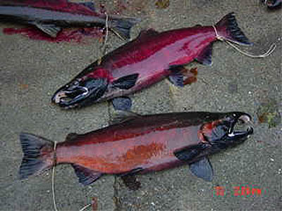 Coho Salmon, spawning female