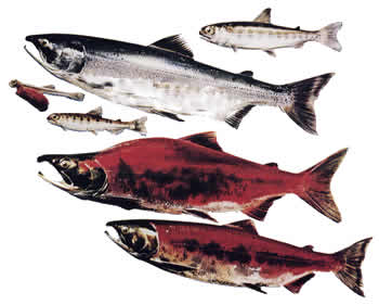 Sockeye Species - Sooke Salmon Enhancement Society